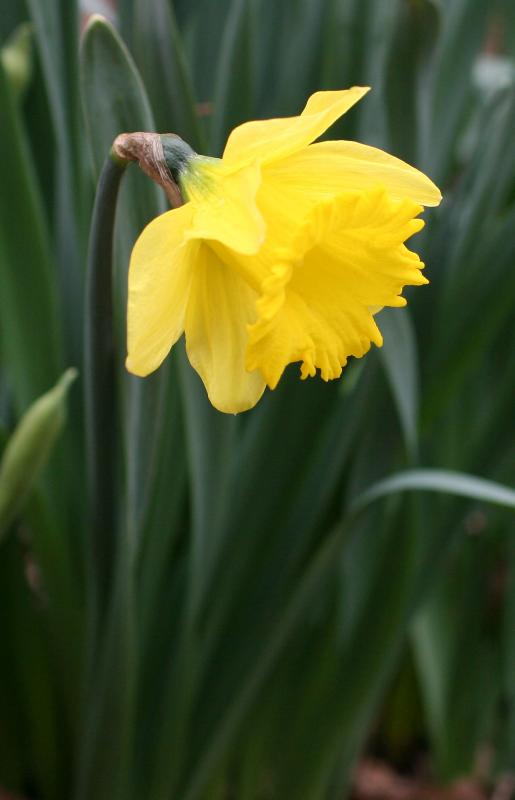 Daffodil