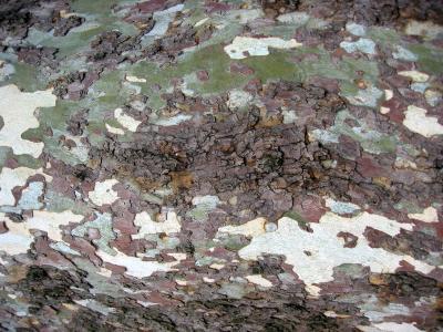 Sycamore or London Plane Tree Bark