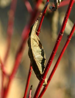 Red Bark Bush