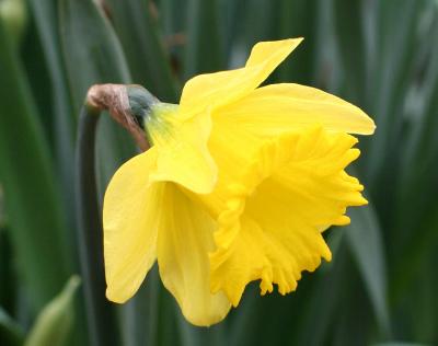 Daffodil Unwrapped WSVG