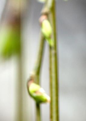 Willow Tree Buds