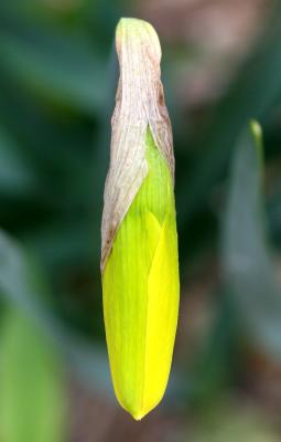 Daffodil Bud WSP