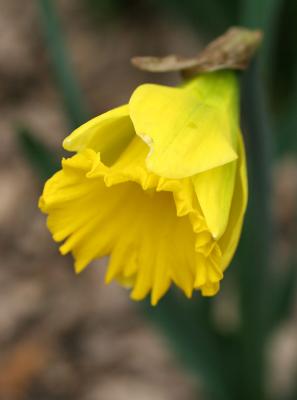 Daffodil WSP