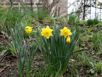 Daffodils 505