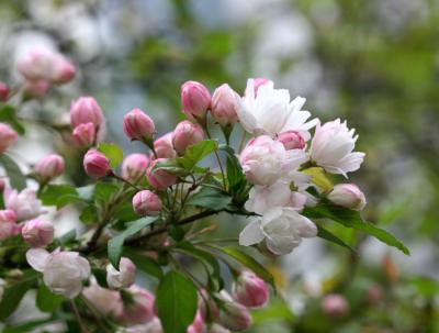 Apple Tree Blossoms - LaGuardia Place Gardens