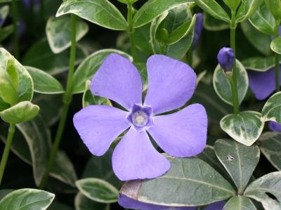 Periwinkle