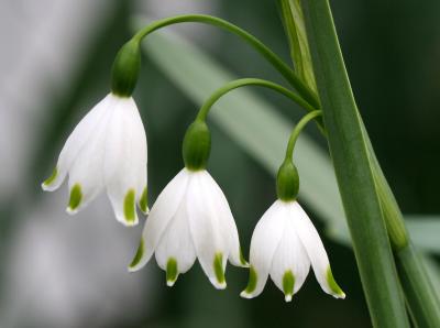 Snowflake Leucojum