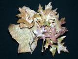  Sycamore &  Oak Leaves
