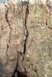 Elm Tree Stump