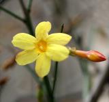 Jasminum nudiflorum