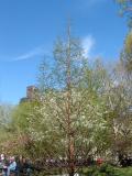 Larch, Apple & Cherry Trees