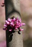 Cercis or Red Bud Tree Blossoms