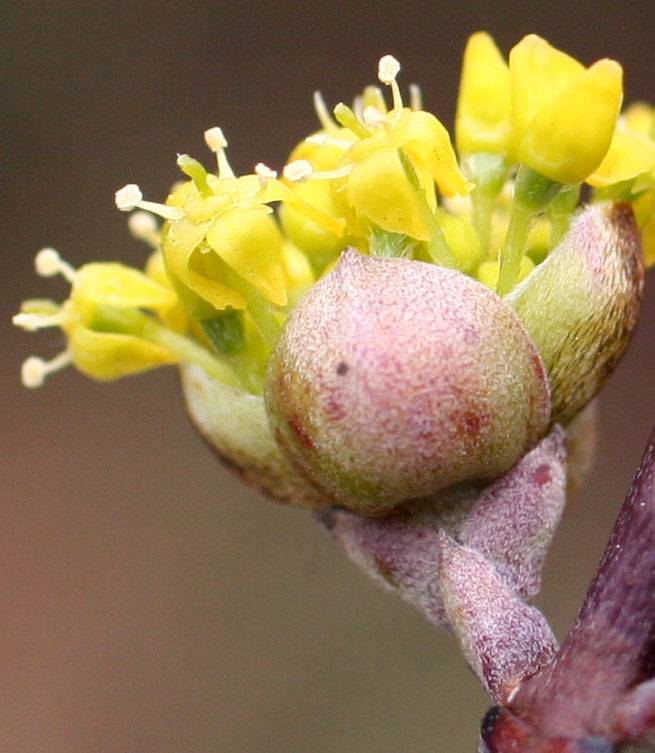 Dogwood Cornus Cornelian Buds