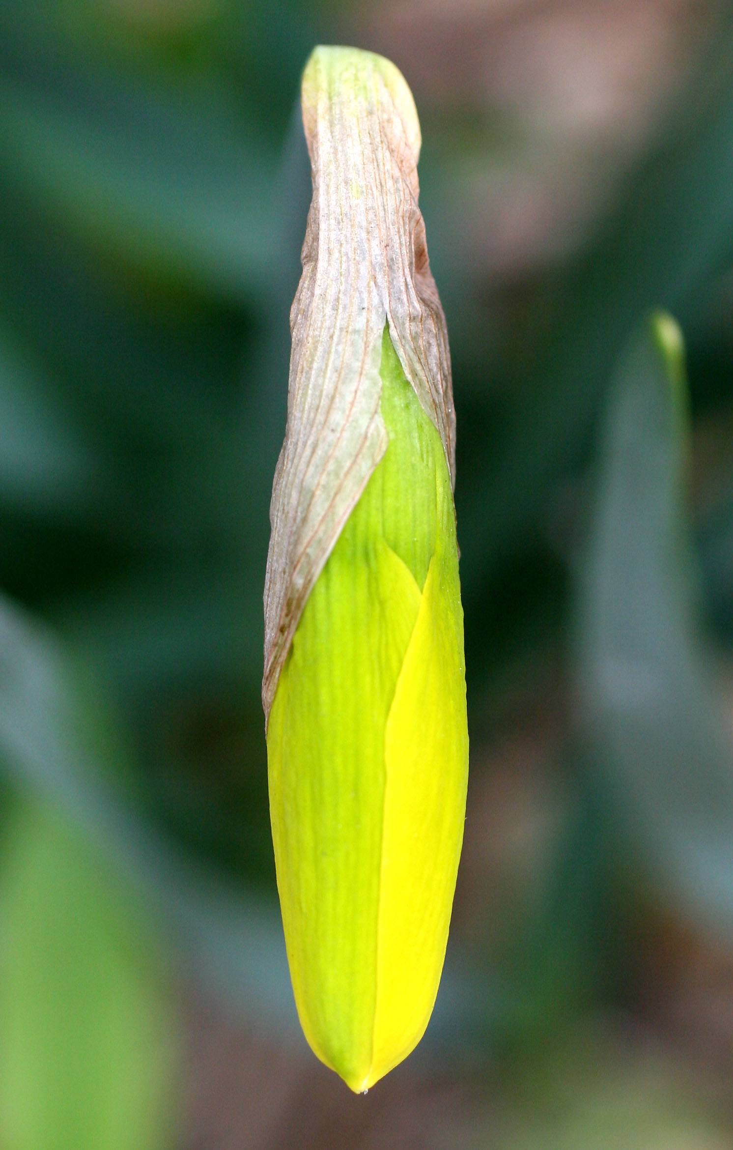 Daffodil Bud WSP