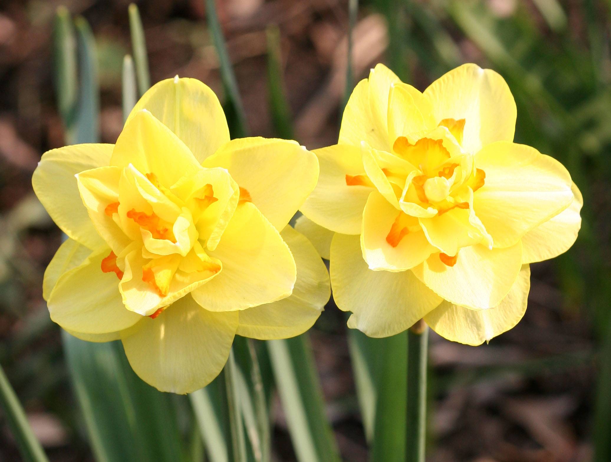 Daffodils