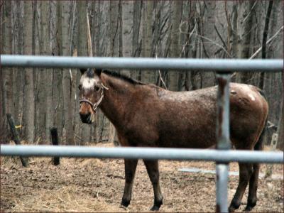 u12/hlsweeney/medium/38334956.010605_charlestown_horse.jpg