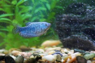 January 1, 2005: Blue Gourami