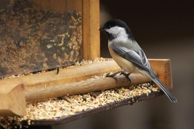 January 4, 2005: Black-capped Chickadee