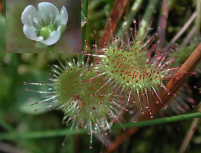 Drosera-rotundifolia.jpg