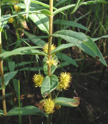 Lysimachia-thyrsiflora.jpg