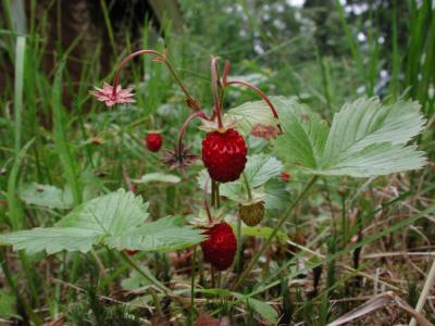 Fragaria-vesca.jpg