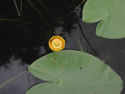 Nuphar-lutea.jpg