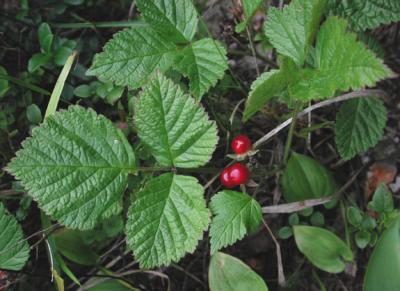 Rubus-saxatilis.jpg
