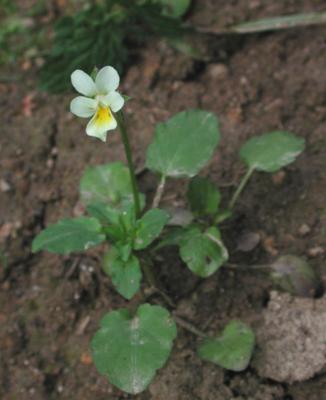 Viola-arvensis.jpg