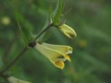 Melampyrum-pratense .jpg