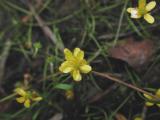 Ranunculus-reptans.jpg