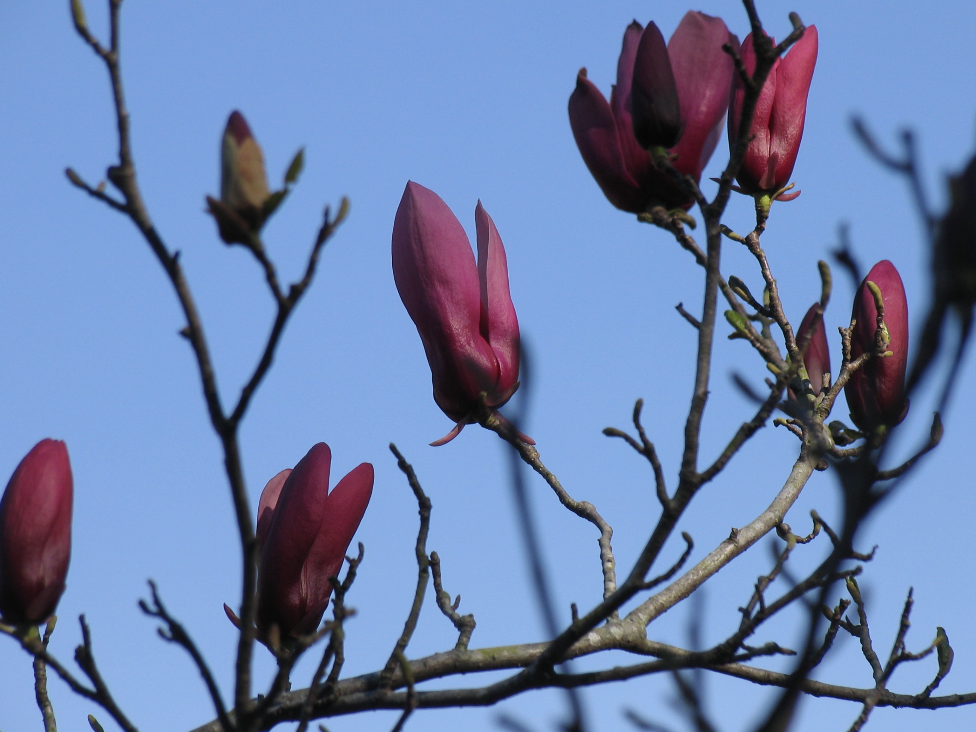 tuliptree6.jpg