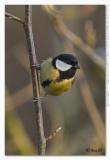 Parus major