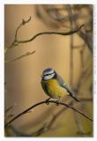 Parus caeruleus