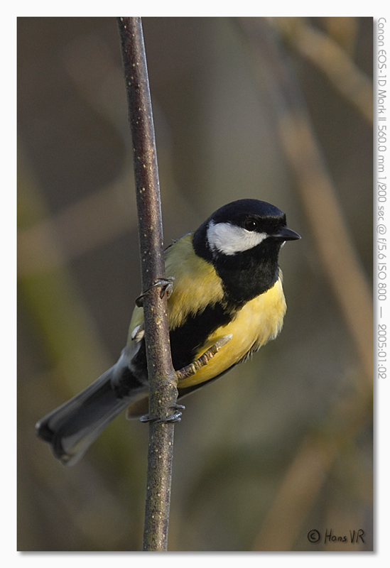 Parus major