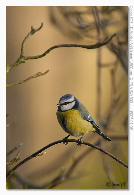 Parus caeruleus