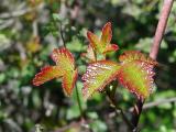 Young, beautiful, and poisonous