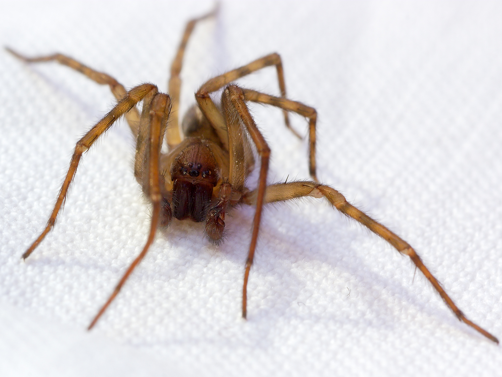House Spider