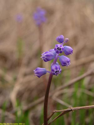 Hyacinth