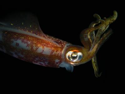 Reef Squid 4