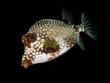 Smooth Trunkfish at Night
