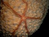 Brittle Star