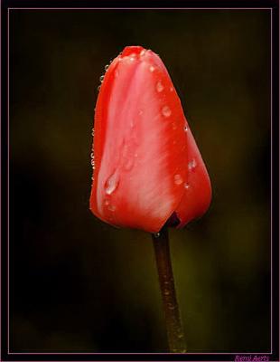 rode tulp
