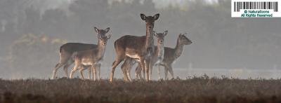 Hind Group Panoramic