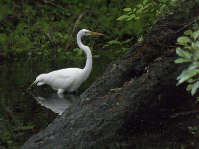 P3260217-RWS-OLY-edit.jpg