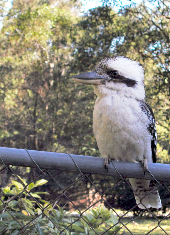 Kookaburra 1 GradientMask.jpg