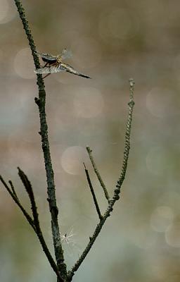 DSCF5462c.jpg