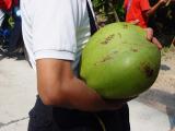 Giant Coconut