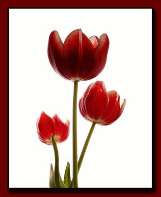 Flower Forms and Light.jpg