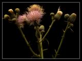 Thistle