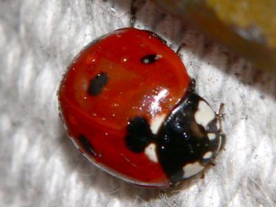 lady bug.jpg